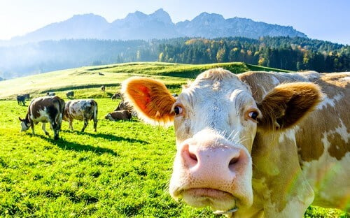 Cow looking at camera standing in green fields